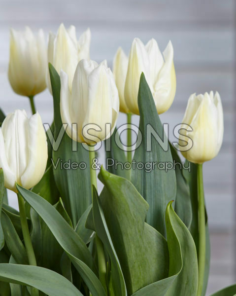 Tulipa Agrass White Tulipa Agrass White