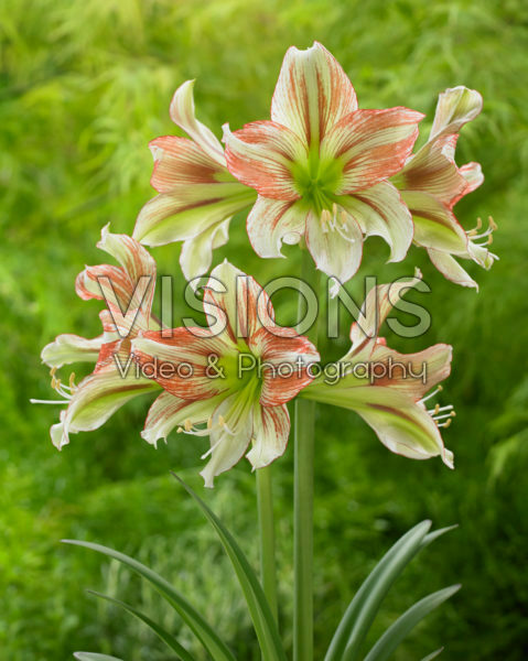 Hippeastrum viridi Rascal Hippeastrum viridi Rascal
