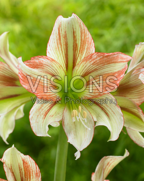 Hippeastrum Viridi Rascal Hippeastrum Viridi Rascal