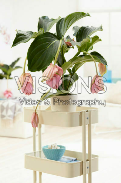 Medinilla magnifica
