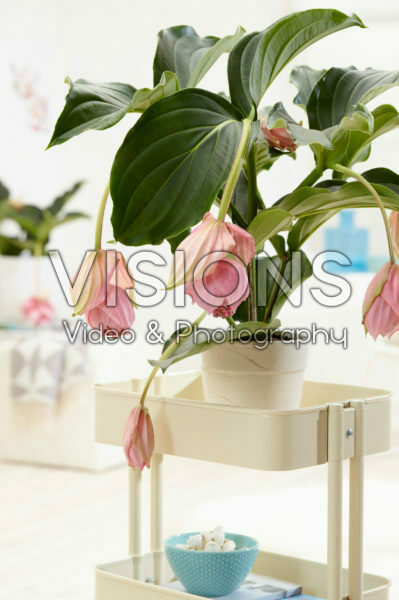 Medinilla magnifica