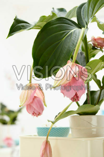 Medinilla magnifica