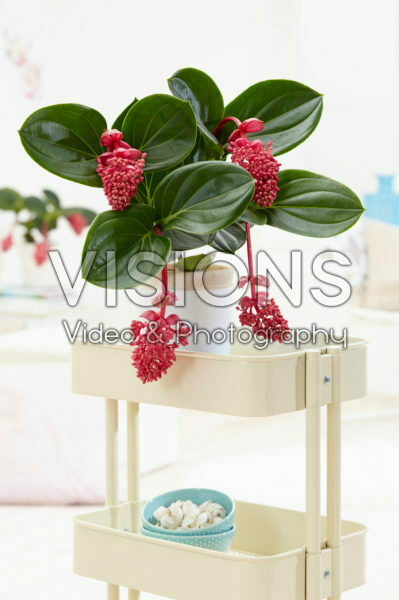 Medinilla magnifica Lambada