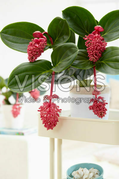 Medinilla magnifica Lambada