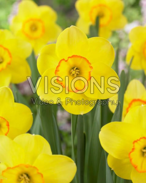 Narcissus Pacific Rim Narcissus Pacific Rim