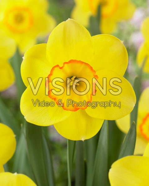 Narcissus Pacific Rim Narcissus Pacific Rim