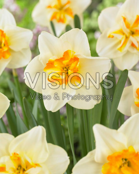 Narcissus Sorbet Narcissus Sorbet