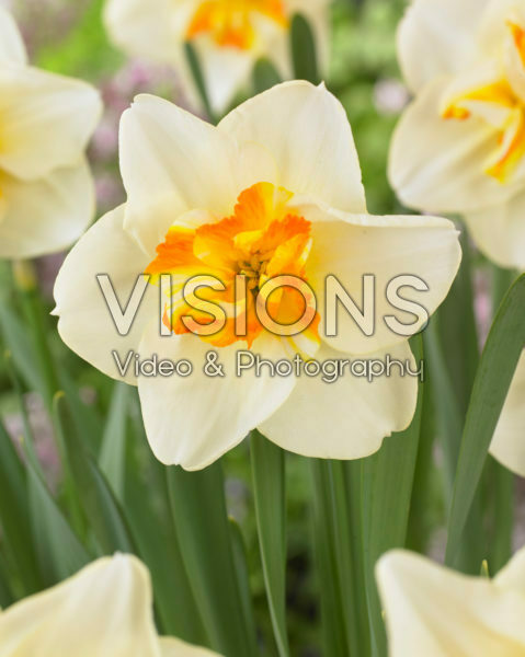 Narcissus Sorbet