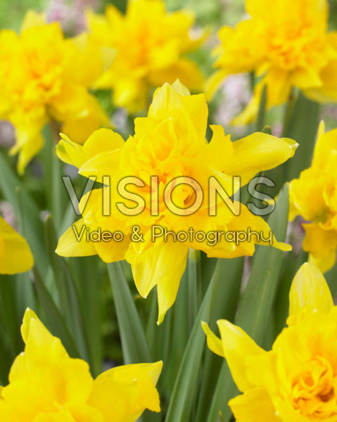 Narcissus Van Sion Narcissus Van Sion