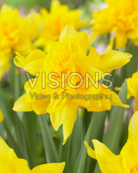 Narcissus Van Sion Narcissus Van Sion
