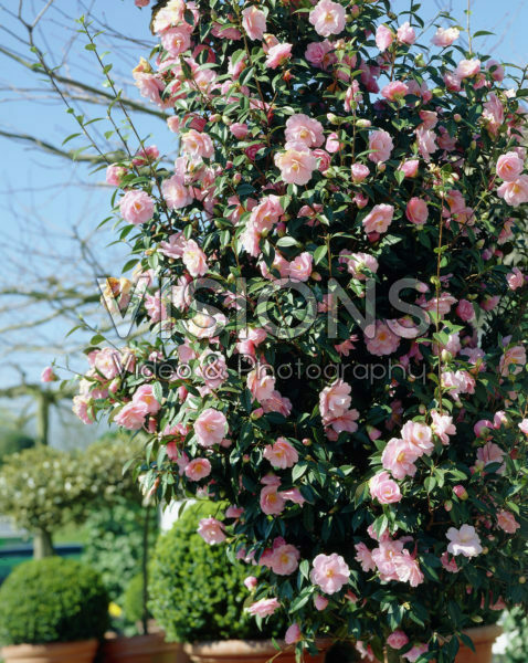 Camellia japonica pink