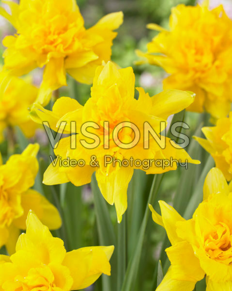 Narcissus Van Sion Narcissus Van Sion