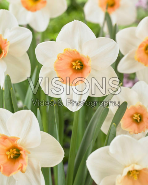 Narcissus Romance