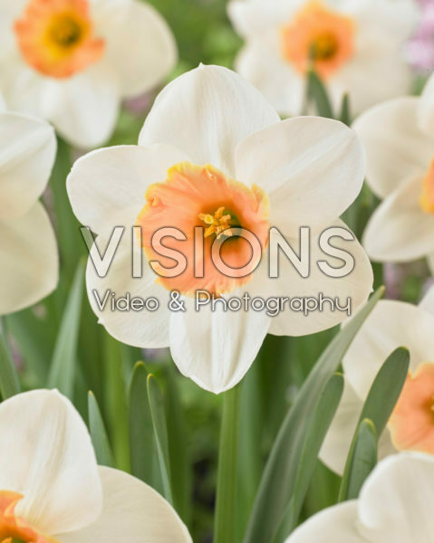 Narcissus Romance Narcissus Romance
