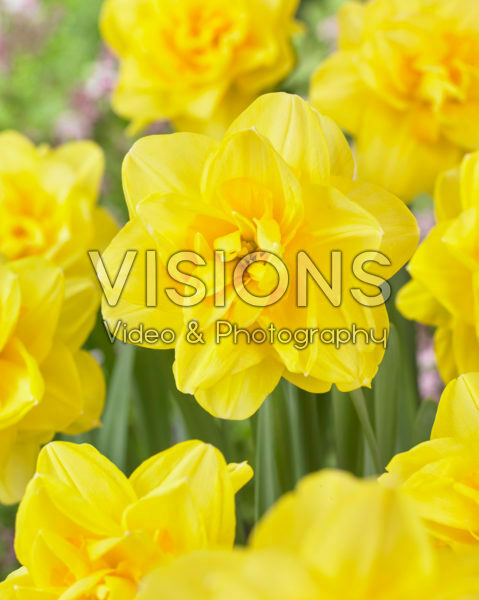 Narcissus dubbel Narcissus dubbel
