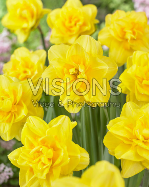 Narcissus double Narcissus double