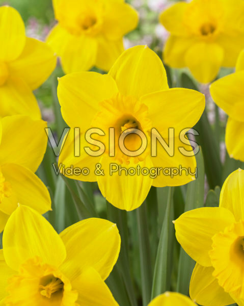 Narcissus Strong Gold Narcissus Strong Gold
