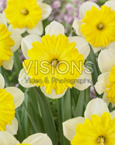 Narcissus Dinnerplate