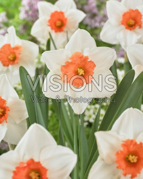 Narcissus Decoy Narcissus Decoy