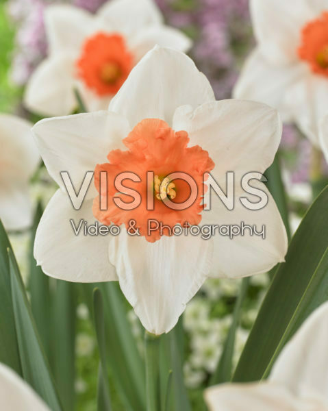 Narcissus Decoy Narcissus Decoy