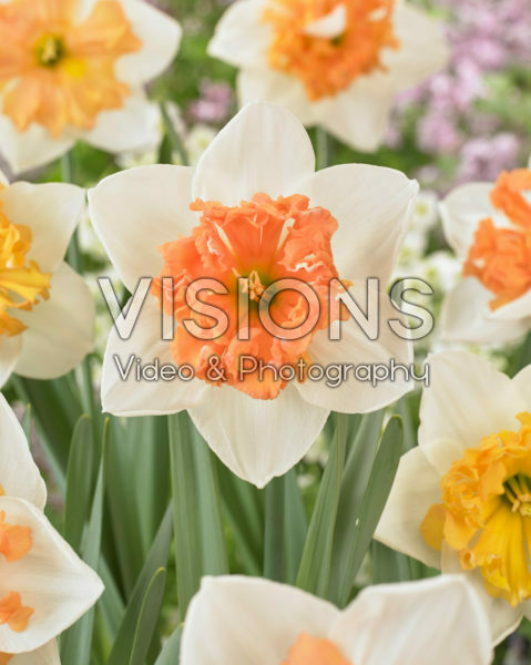 Narcissus Hungarian Rhapsody Narcissus Hungarian Rhapsody