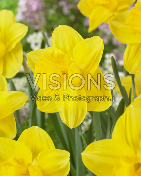 Narcissus Lucky Number Narcissus Lucky Number