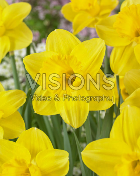 Narcissus Lucky Number Narcissus Lucky Number