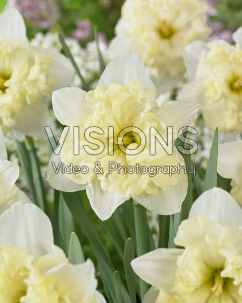 Narcissus Chantez Narcissus Chantez