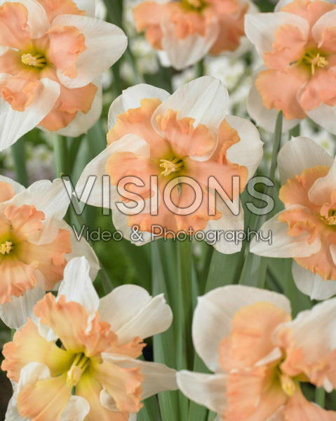 Narcissus Casanova Narcissus Casanova