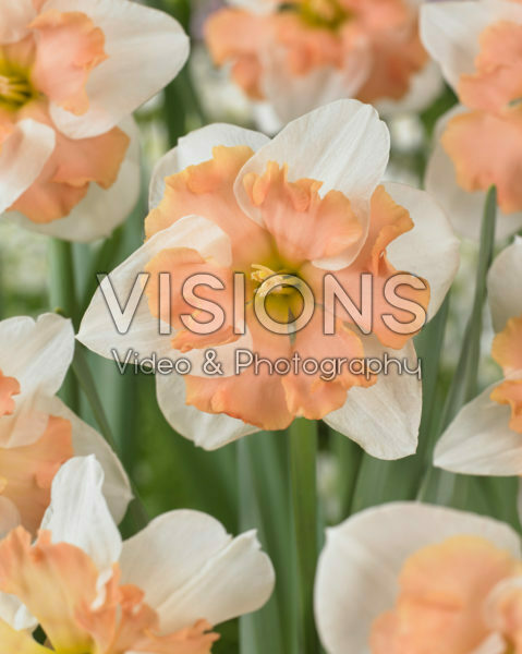 Narcissus Casanova
