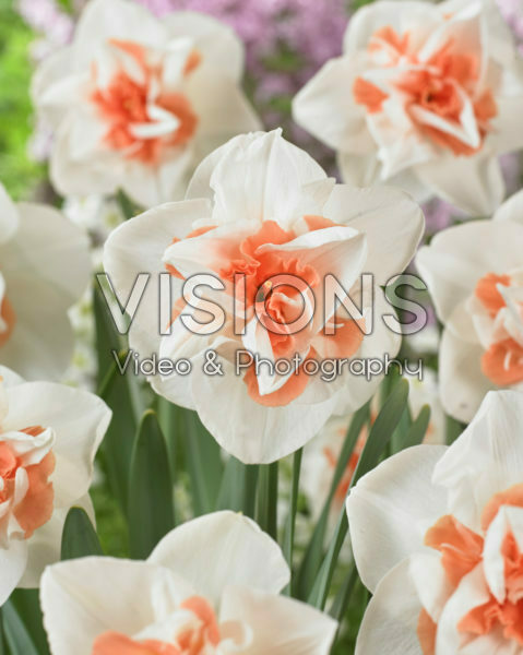 Narcissus dubbel Narcissus dubbel