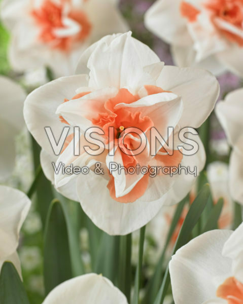 Narcissus double Narcissus double