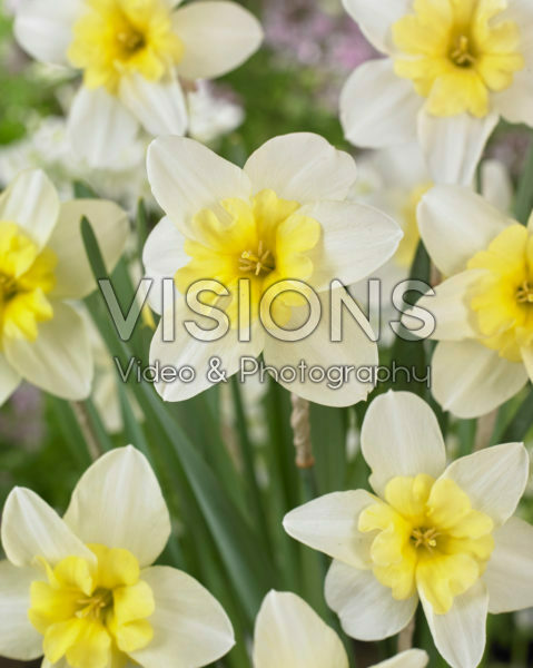 Narcissus Bella Estrella Narcissus Bella Estrella