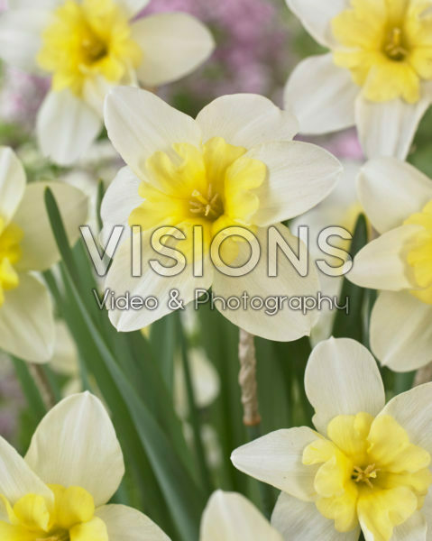 Narcissus Bella Estrella Narcissus Bella Estrella
