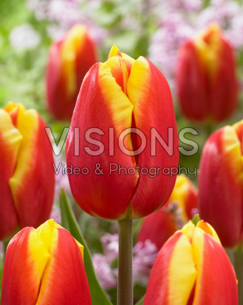 Tulipa Dow Jones