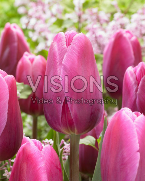 Tulipa Supri Candy Tulipa Supri Candy