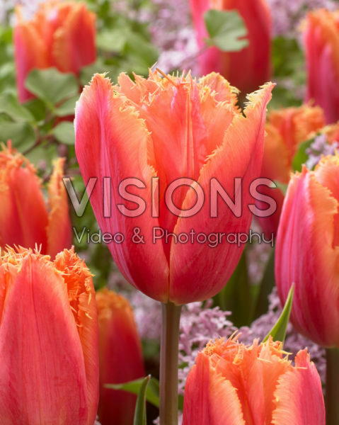 Tulipa Mango Crystal