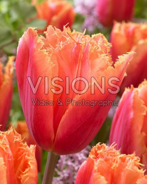 Tulipa Mango Crystal Tulipa Mango Crystal