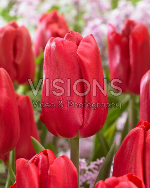 Tulipa Red Mark Tulipa Red Mark