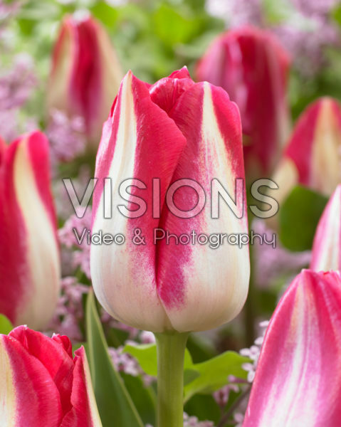 Tulipa Amsterdam Tulipa Amsterdam