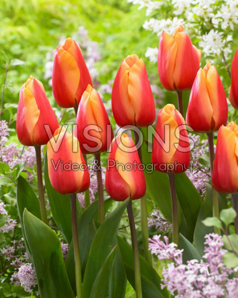 Tulipa Salmon Lalibela
