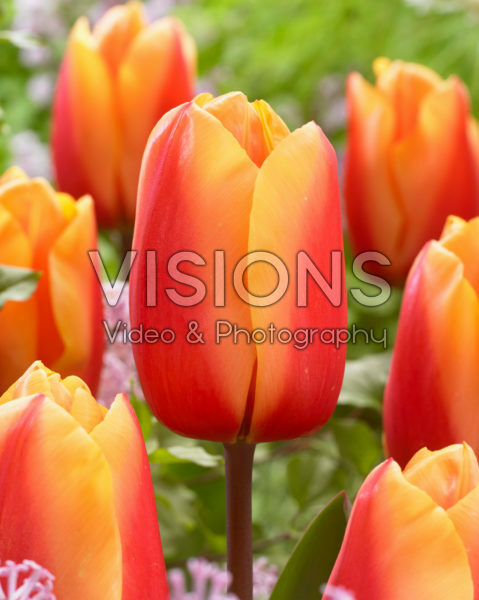 Tulipa Salmon Lalibela Tulipa Salmon Lalibela