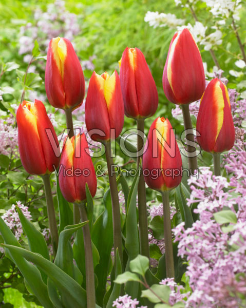 Tulipa Tarzan Tulipa Tarzan