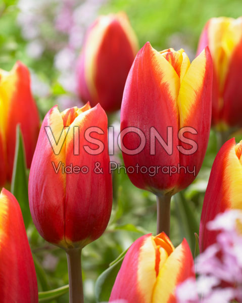 Tulipa Tarzan