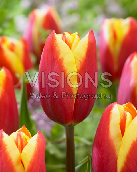 Tulipa Tarzan Tulipa Tarzan