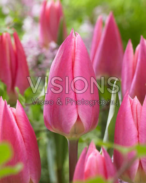 Tulipa Pink Surprise Tulipa Pink Surprise