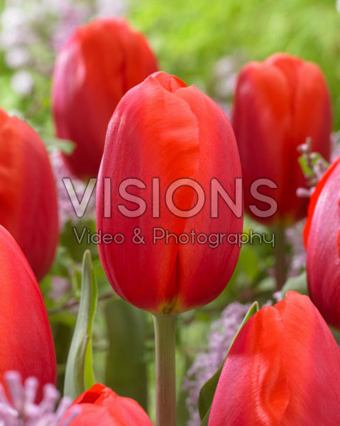 Tulipa Felicidad Tulipa Felicidad