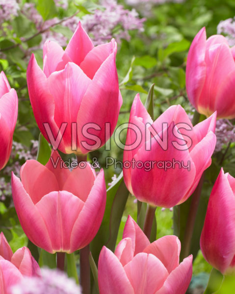 Tulipa Pink Surprise Tulipa Pink Surprise
