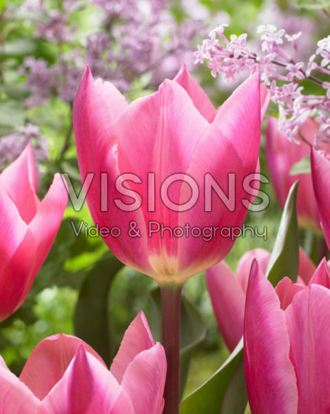 Tulipa Pink Surprise Tulipa Pink Surprise