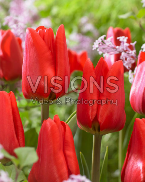 Tulipa Ben Fire Tulipa Ben Fire